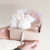 Giftbox - Konijntje